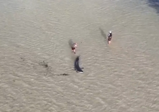 shark-screenshot-2025-05-01-070604.png 