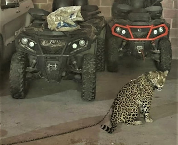 jaguar-sb0125-picture2.png 
