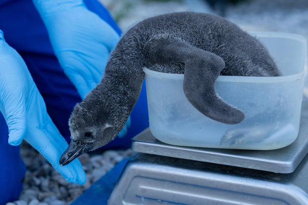 Menimbang penguin di kebun binatang 