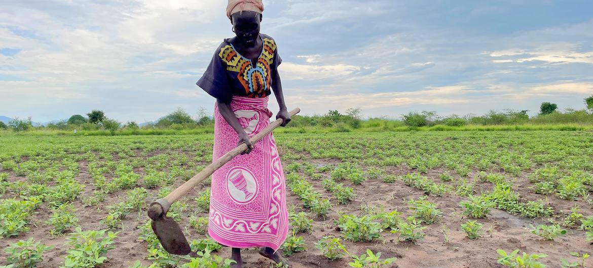 Seorang petani di Sudan Selatan mengolah tanahnya. Seorang petani di Sudan Selatan mengolah tanahnya.